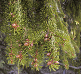 Picea abies