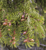 Picea abies