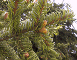 Picea abies