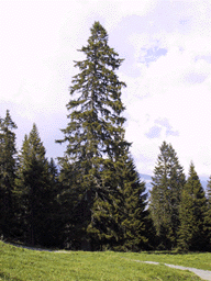 Picea abies
