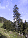Picea abies