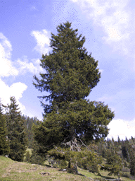 Picea abies