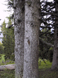 Picea abies