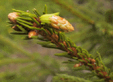 Picea abies