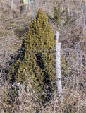 Picea glauca albertiana
