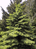 Picea glauca albertiana