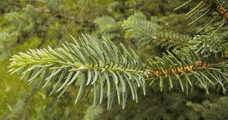 Picea asperata
