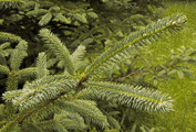 Picea asperata