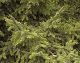 Picea bicolor