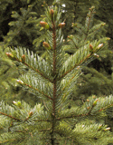 Picea bicolor