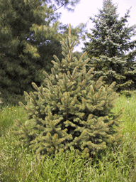 Picea chihuahuana