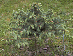 Picea chihuahuana