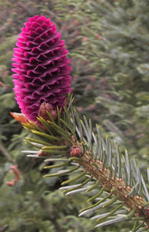 Picea likiangensis