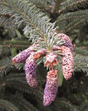 Picea likiangensis