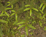 Picea mariana