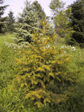 Picea martinezii