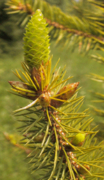 Picea martinezii