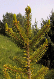 Picea martinezii