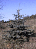 Picea pungens