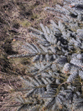 Picea pungens