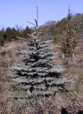 Picea pungens