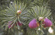 Picea schrenkiana