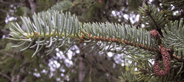 Picea asperata