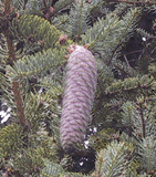 Picea asperata