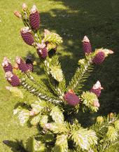 Picea wilsonii
