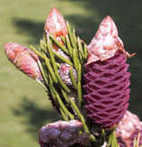 Picea wilsonii