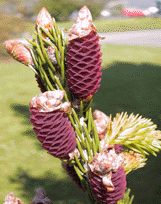 Picea wilsonii