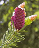 Picea wilsonii