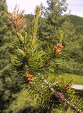 Pinus banksiana