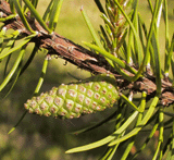 Pinus banksiana