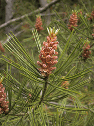 Pinus bungeana