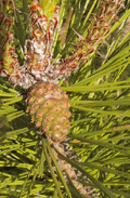 Pinus densiflora
