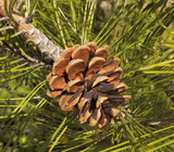 Pinus densiflora