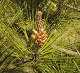 Pinus densiflora