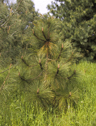 Pinus engelmannii