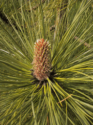 Pinus engelmannii