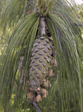 Pinus holfordiana