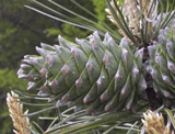 Pinus koraiensis