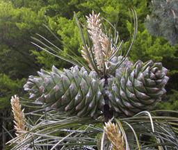 Pinus koraiensis