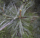 Pinus koraiensis