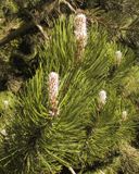 Pinus leucodermis