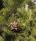 Pinus leucodermis
