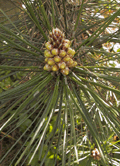 Pinus leucodermis