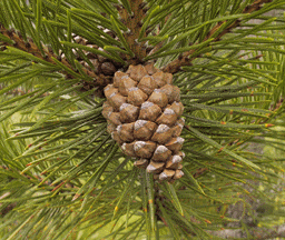Pinus mugo uncinata