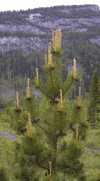 Pinus mugo uncinata