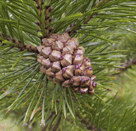 Pinus mugo uncinata